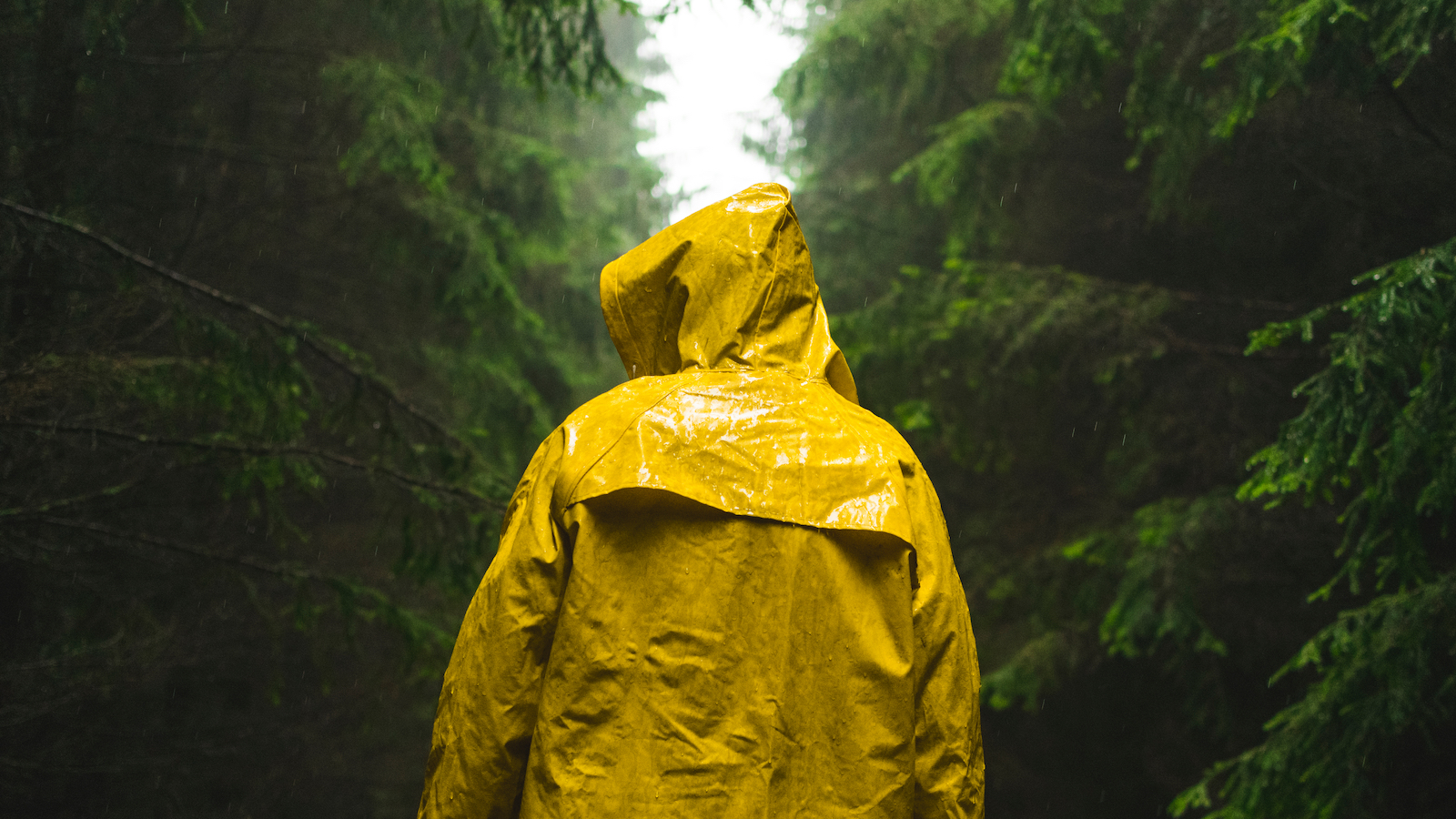 Someone wearing a yellow rain jacket walks in the woods