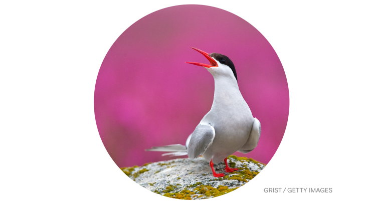Arctic tern