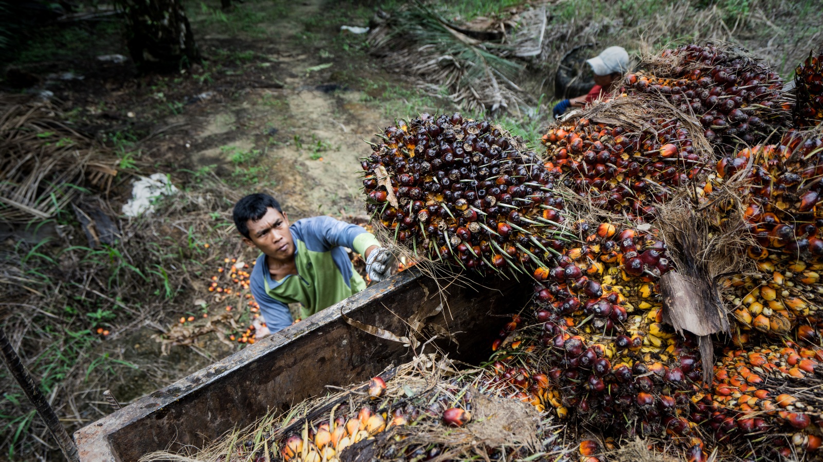 Worker oil palm deforestation Malaysia