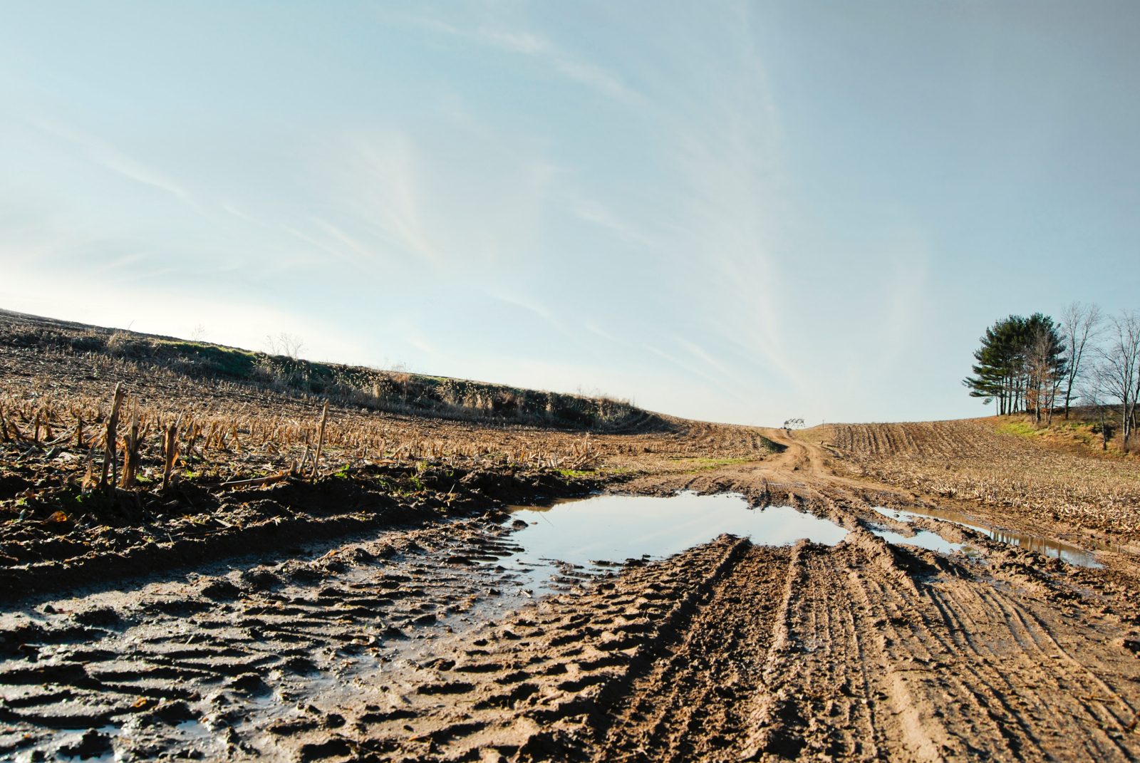 A muddy, brown field is seen with tire marks and puddles of water. Small corn stalks are coming out of the ground to the left of the puddle, with trees set off to the right side of the field.