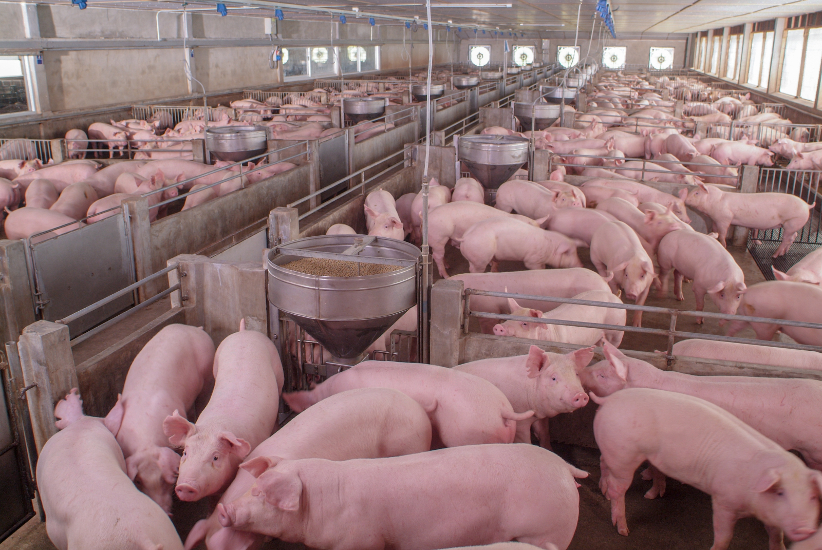 A tiny Wisconsin town tried to stop pollution from factory farms. Then it got sued.