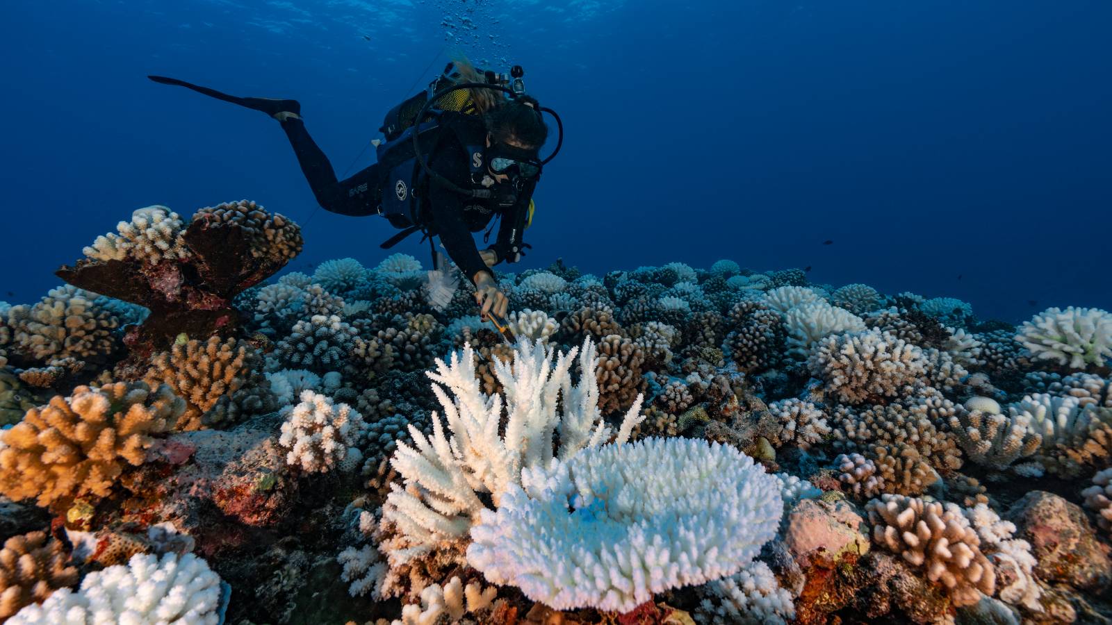 a diver looks at bleached coral
