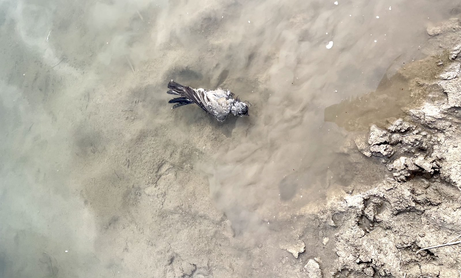 a dead bird in shallow water