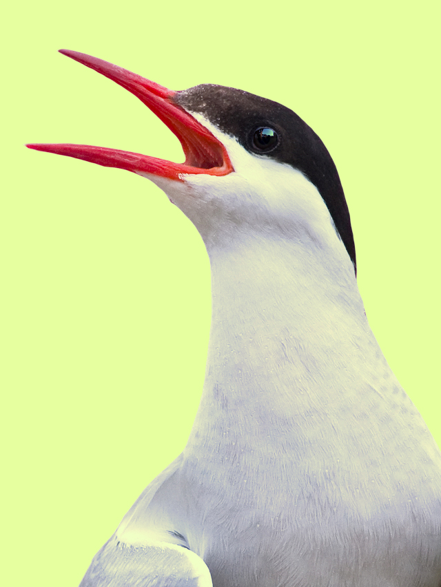 This week in good climate news