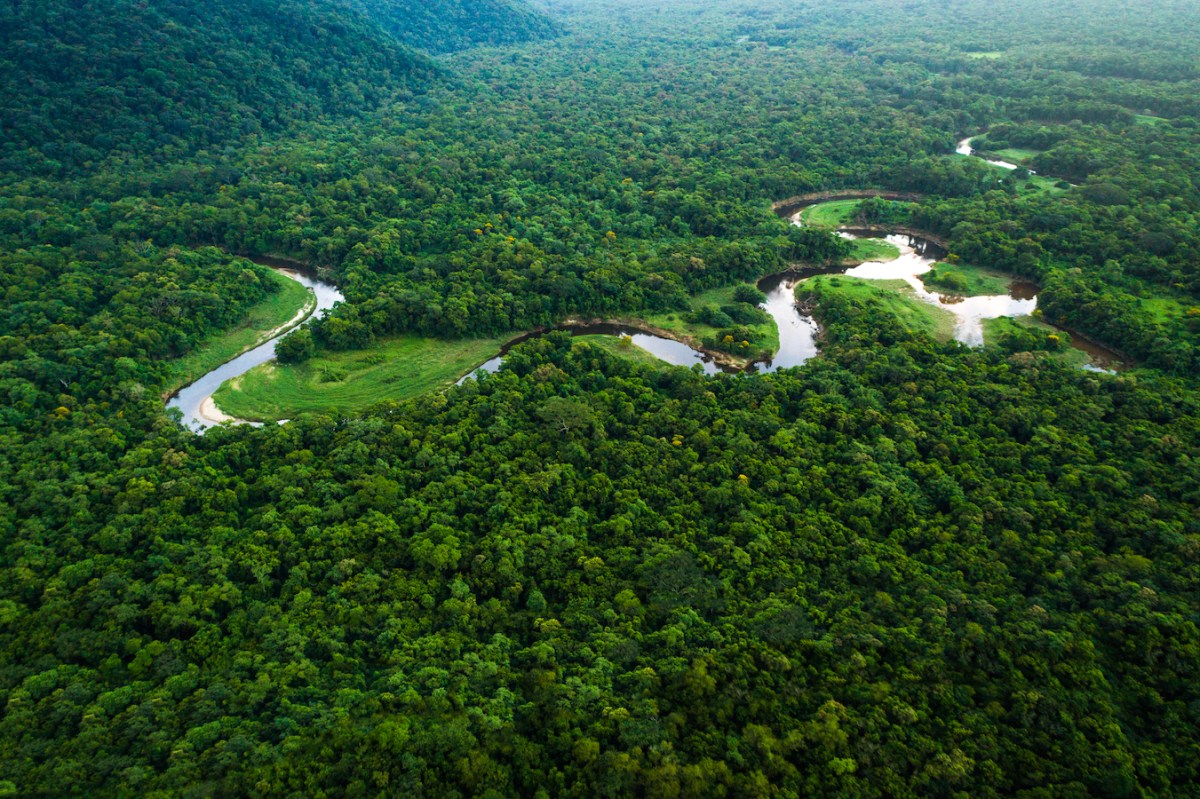 Overhead shot of a narrow river winding through sprawling green forest