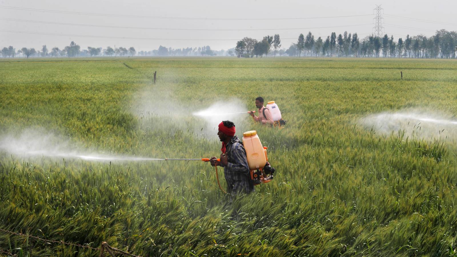 Two people walk through a field of wheat, carrying containers of pesticides on their back and holding hoses to spray pesticides over the green crop. Neither are wearing any protective gear or face masks. A third spray of the chemical material enters in from the right side.