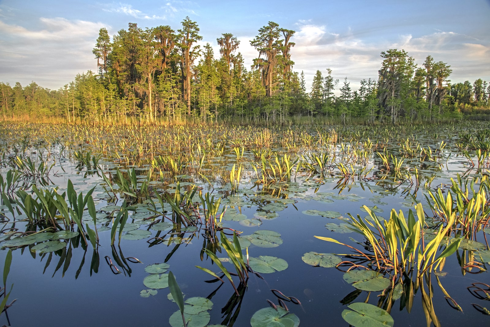 lily pads float on a large body of water near a grove of cypress trees