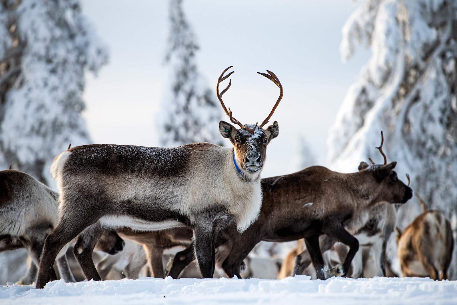 a snow-dusted reindeer looks toward the camera, with other reindeer walking in the snowy background