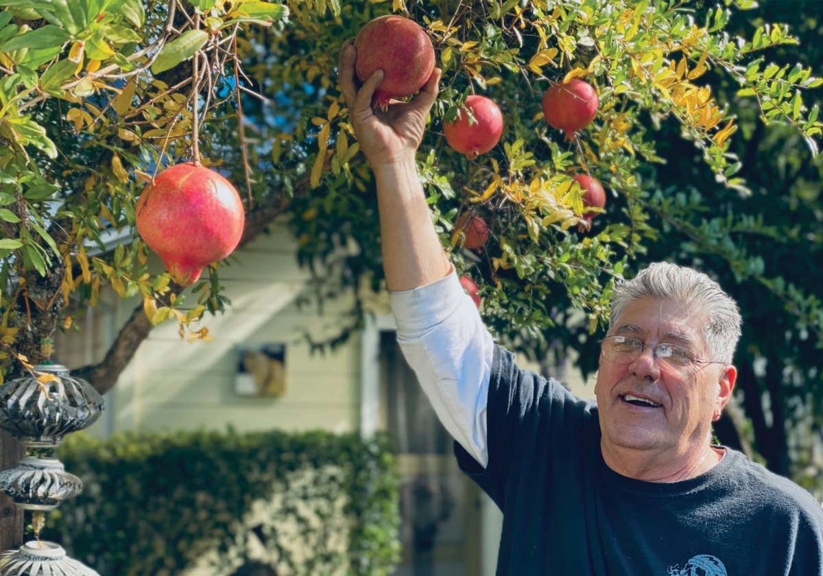 Man grasps pomegranate growing from a tree above