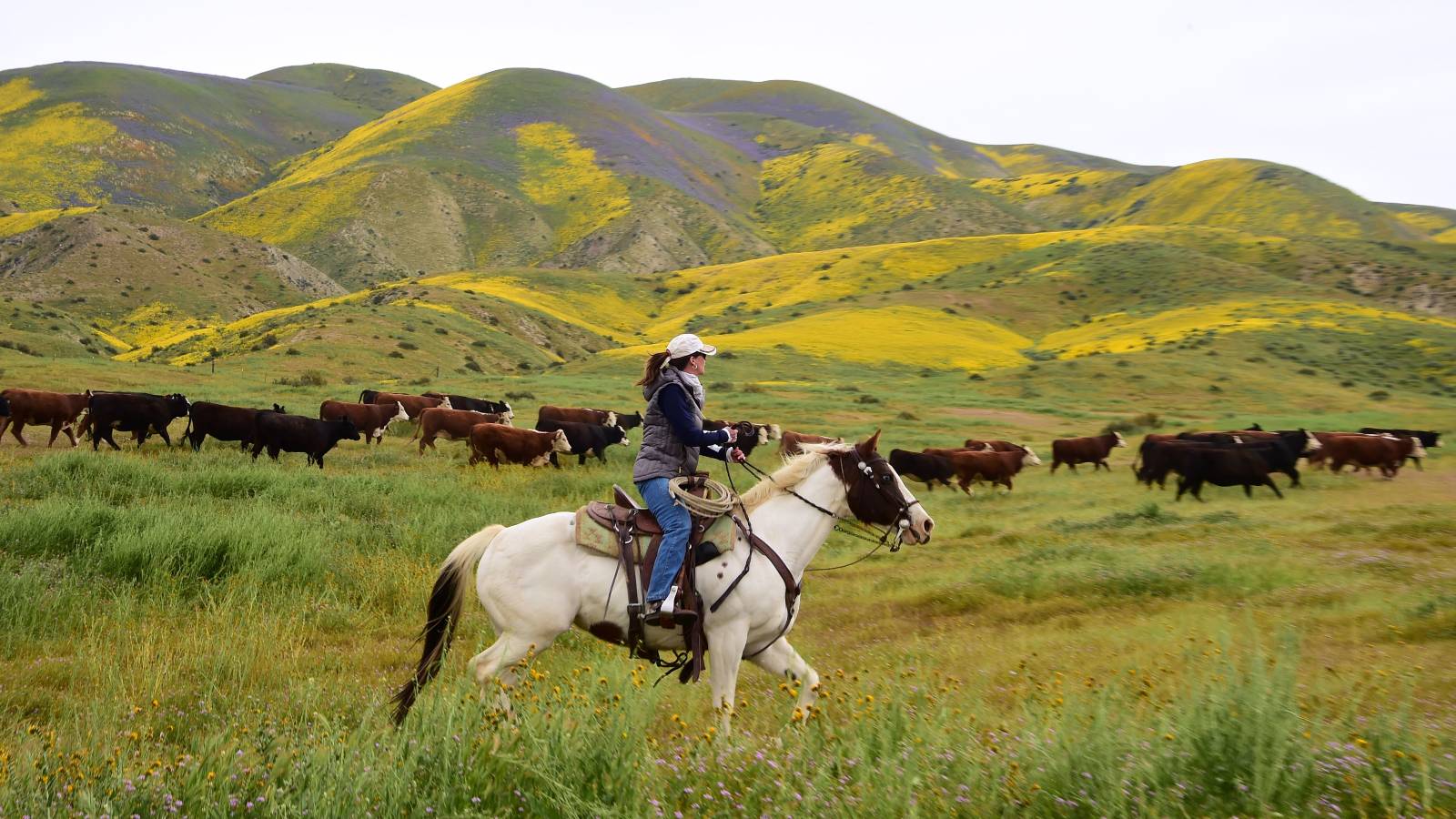 a person rides a horse against the backdrop of hills covered in wildflowers with cattle in the background