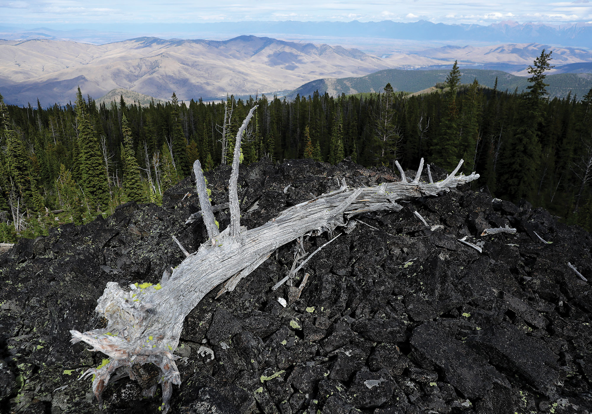 Sun-bleached skeleton of white-bark pine tree at the top of a ridge on Flathead Indian Reservation