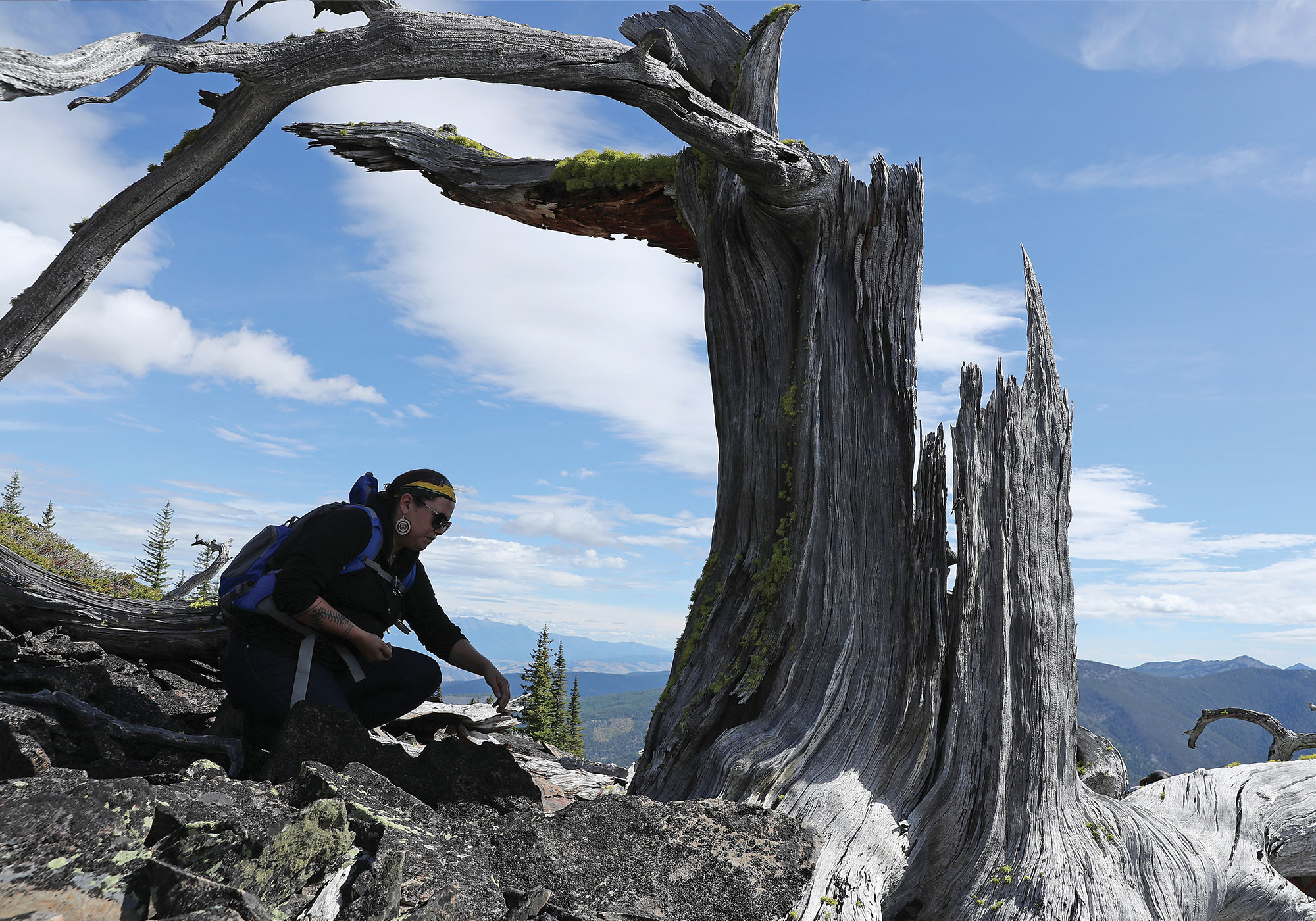 Ecologist leaving a gift of tobacco at what remains of a 2000-year-old white-bark pine tree
