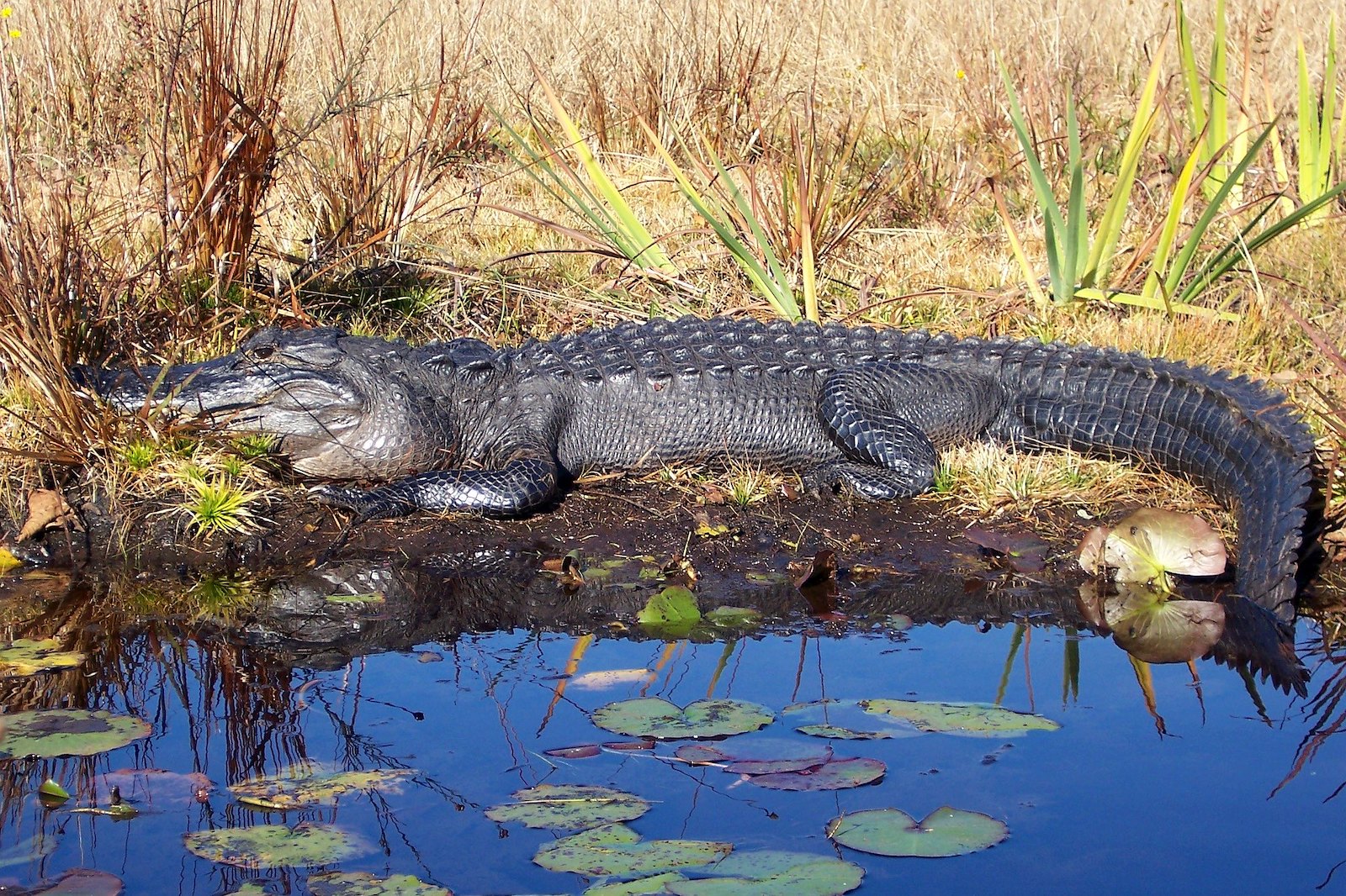 a large alligator looks off to the left in front of a pool of water with lily pads