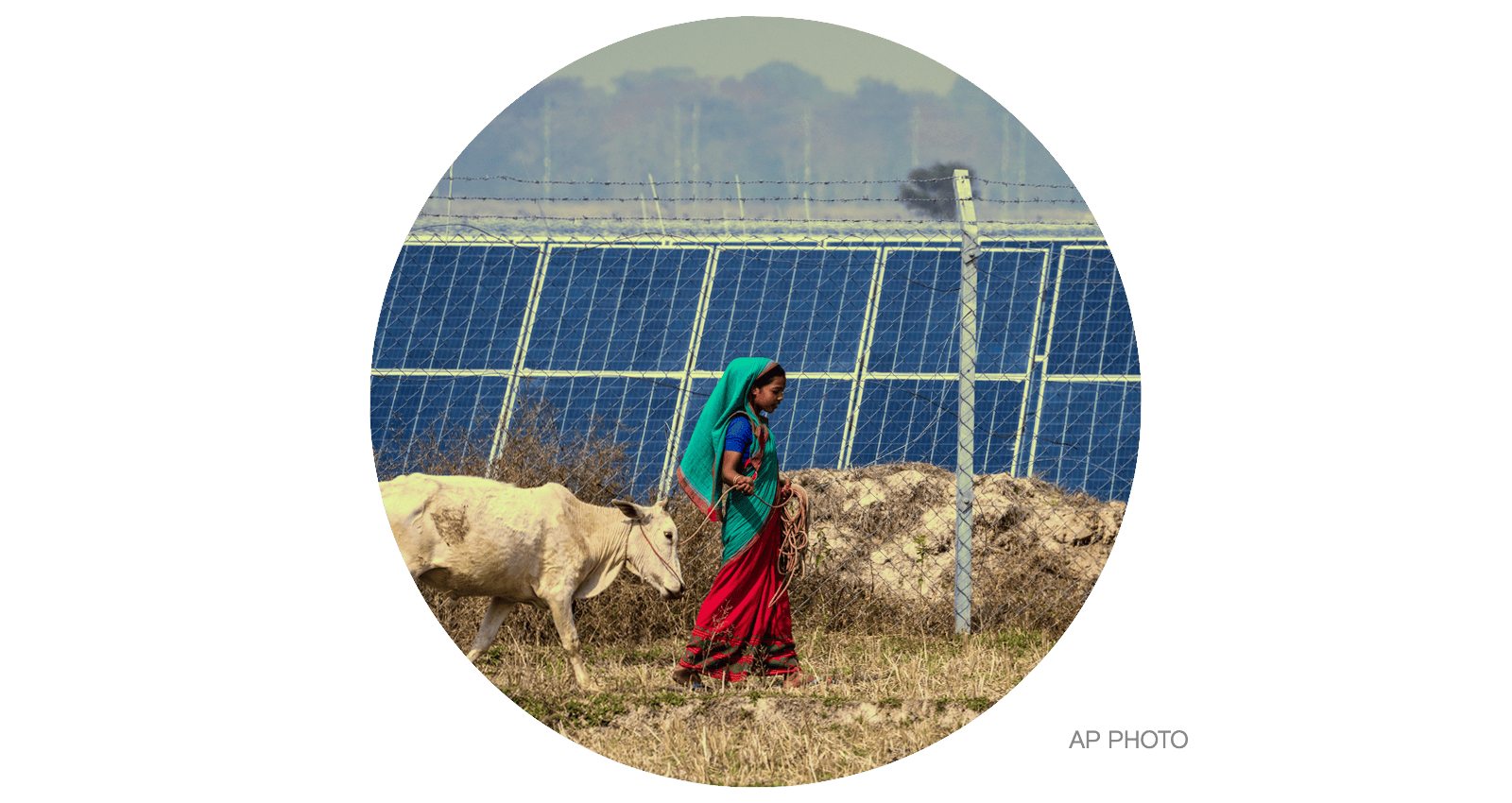 A Karbi tribal woman whose agriculture land had been transfered to build a solar power plant grazes her cow near the plant in Mikir Bamuni village, Nagaon district, northeastern Assam state, India
