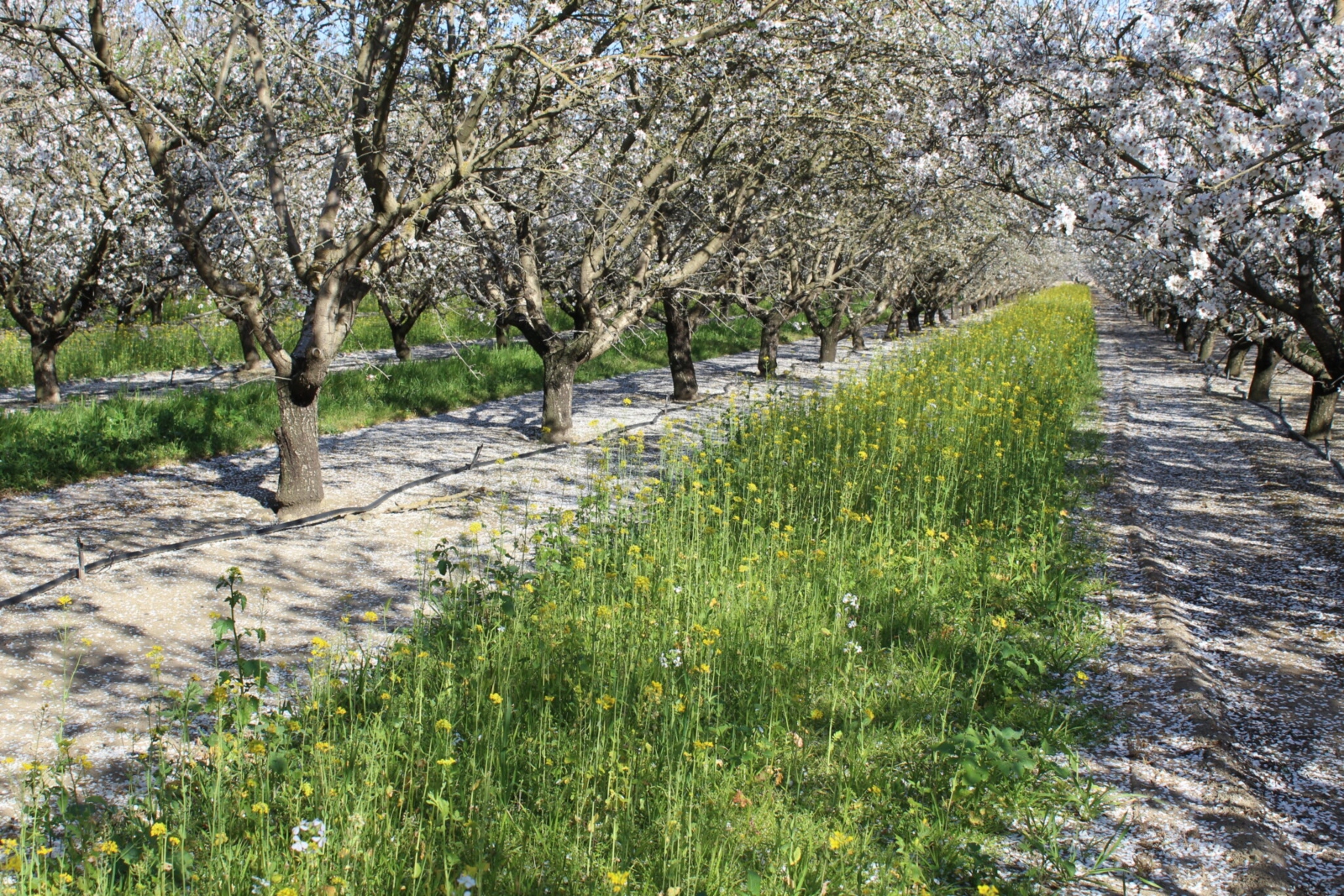 A row of green plants intersects a row of blooming trees with white flowers.