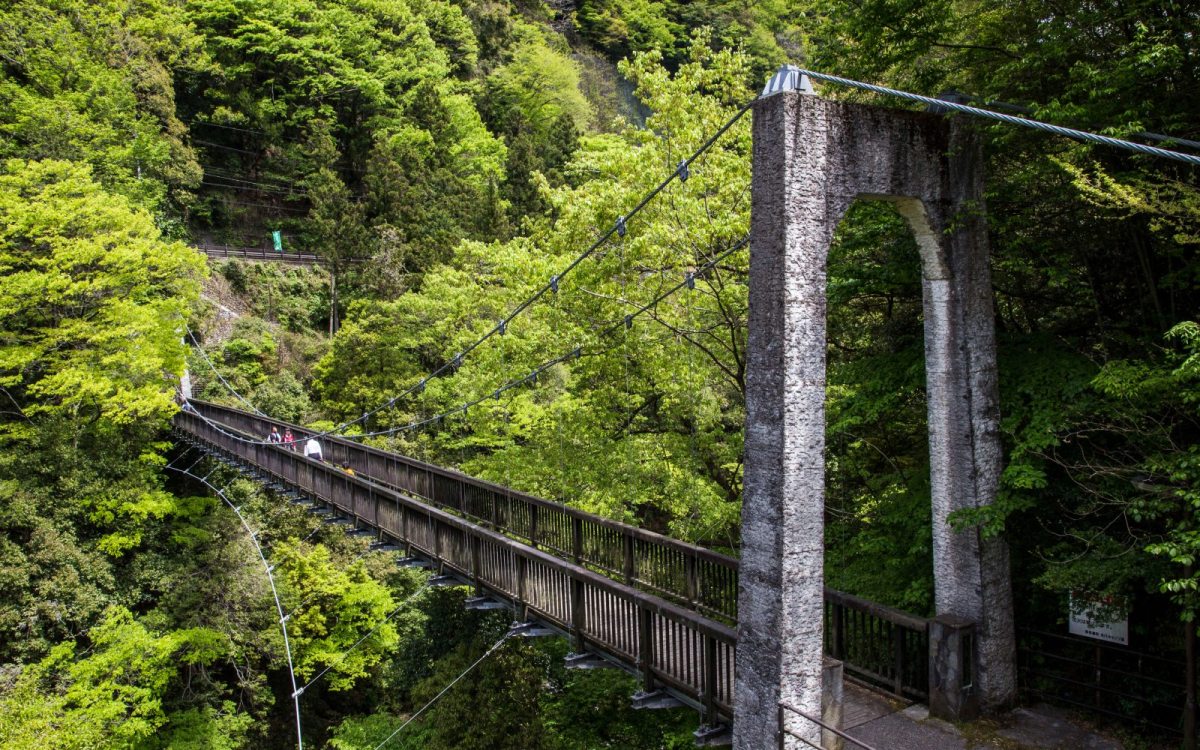 A view of a suspension bridge disappearing into a lush green forest.