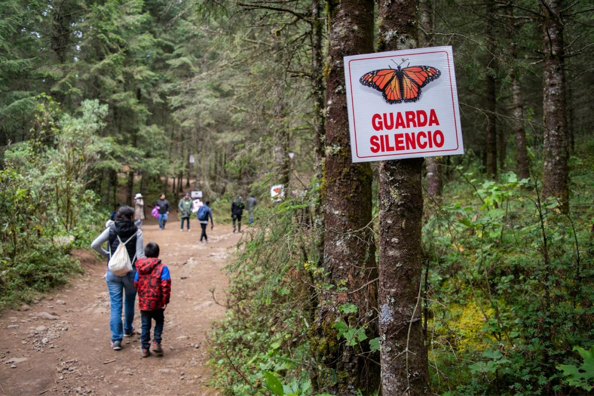 a sign with the image of monarch butterfly saying "Guarda Silencio" is attached to a tree on a forest pathway in Mexico filled with walkers