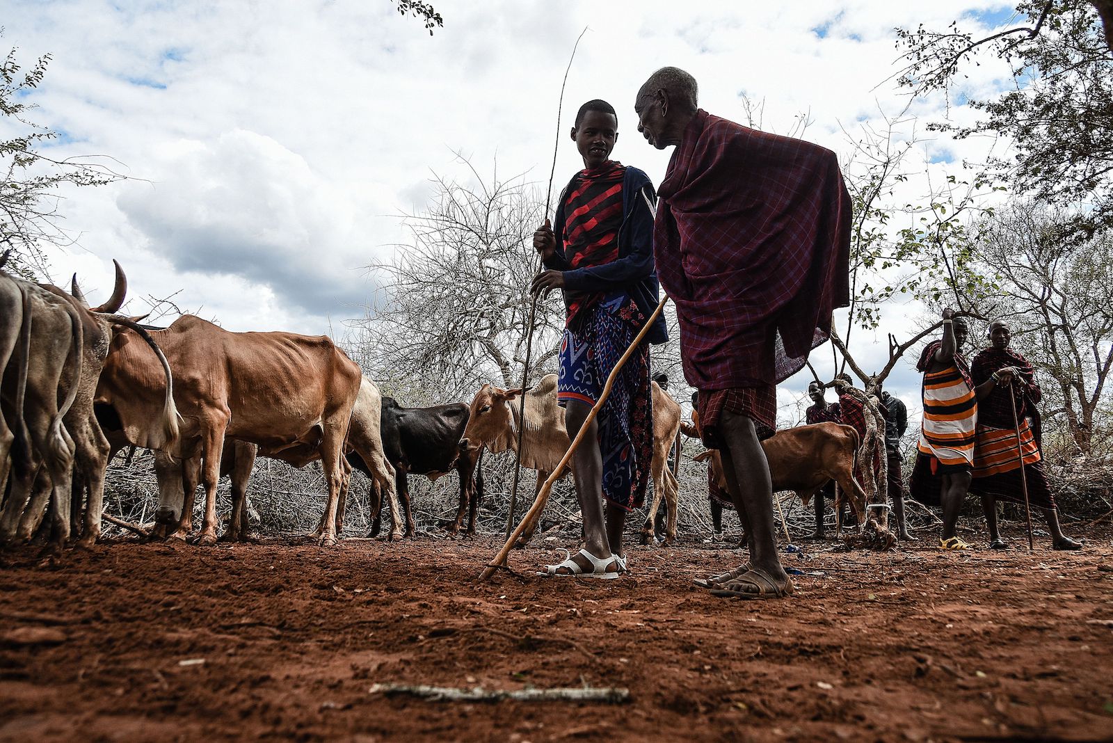 Two men wearing red Maasai blankets hold sticks with cattle and two other men in the background
