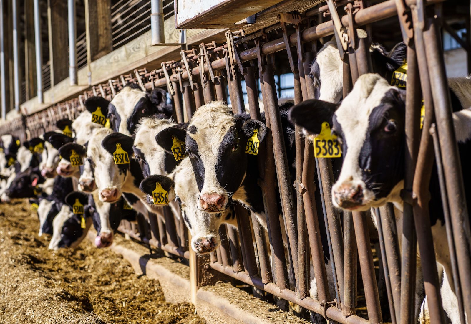 Cows on a dairy farm poke their heads through a fence