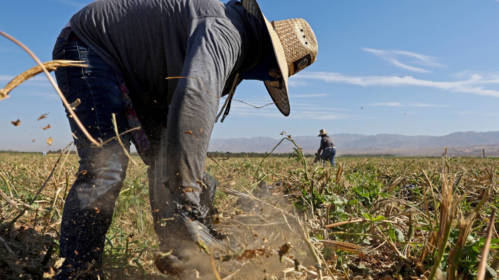 Farm workers clear out hosing which was used to irrigate an okra field