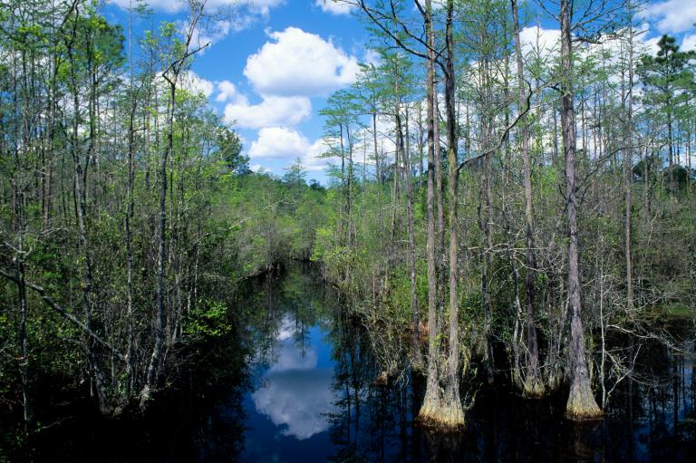 cypress tress line a narrow waterway in a beautiful nature area