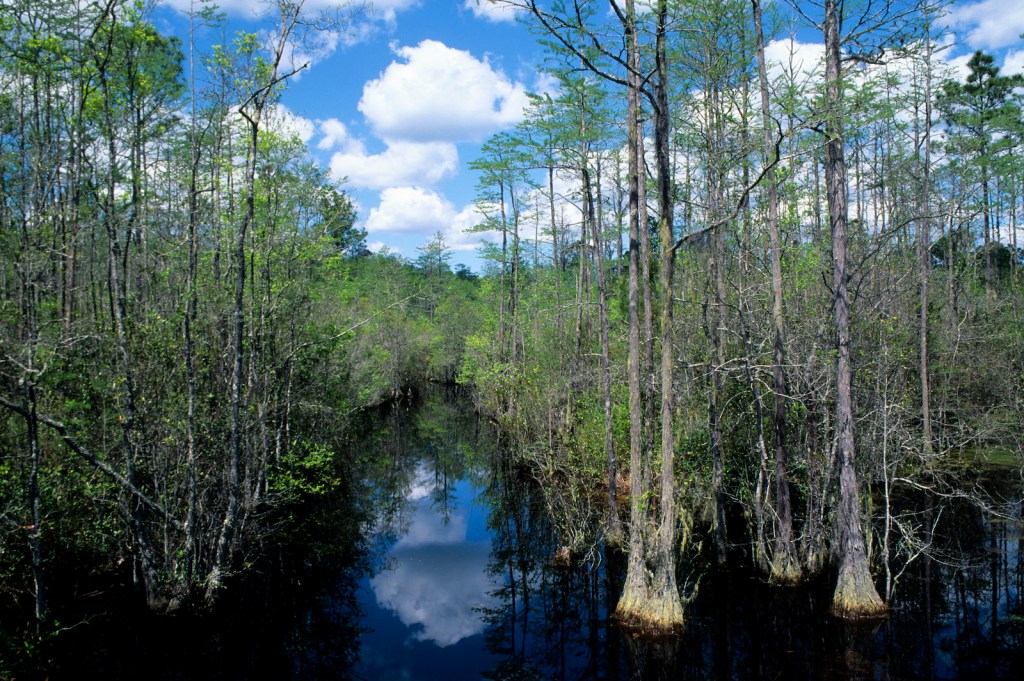 cypress tress line a narrow waterway in a beautiful nature area