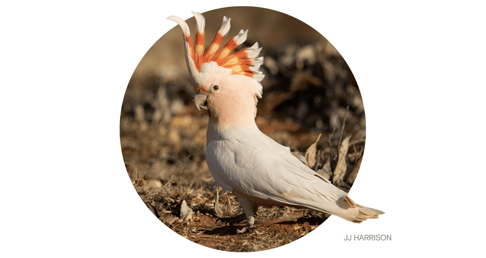 The pink cockatoo