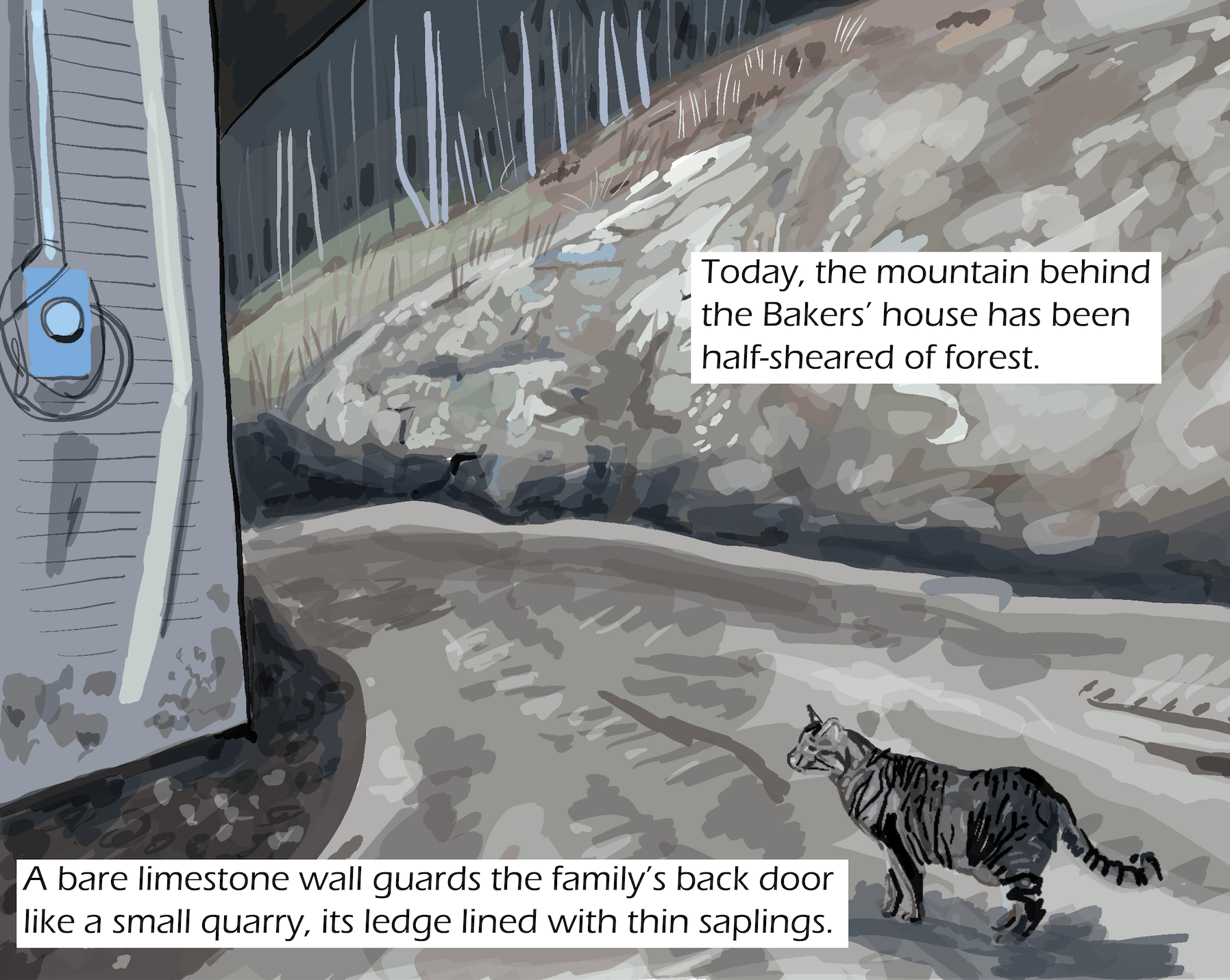 a black and brown striped cat stands near the side of a house in the woods Text: Today, the mountain behind the Bakers’ house has been half-sheared of forest. A bare limestone wall guards the family’s back door like a small quarry, its ledge lined with thin saplings.