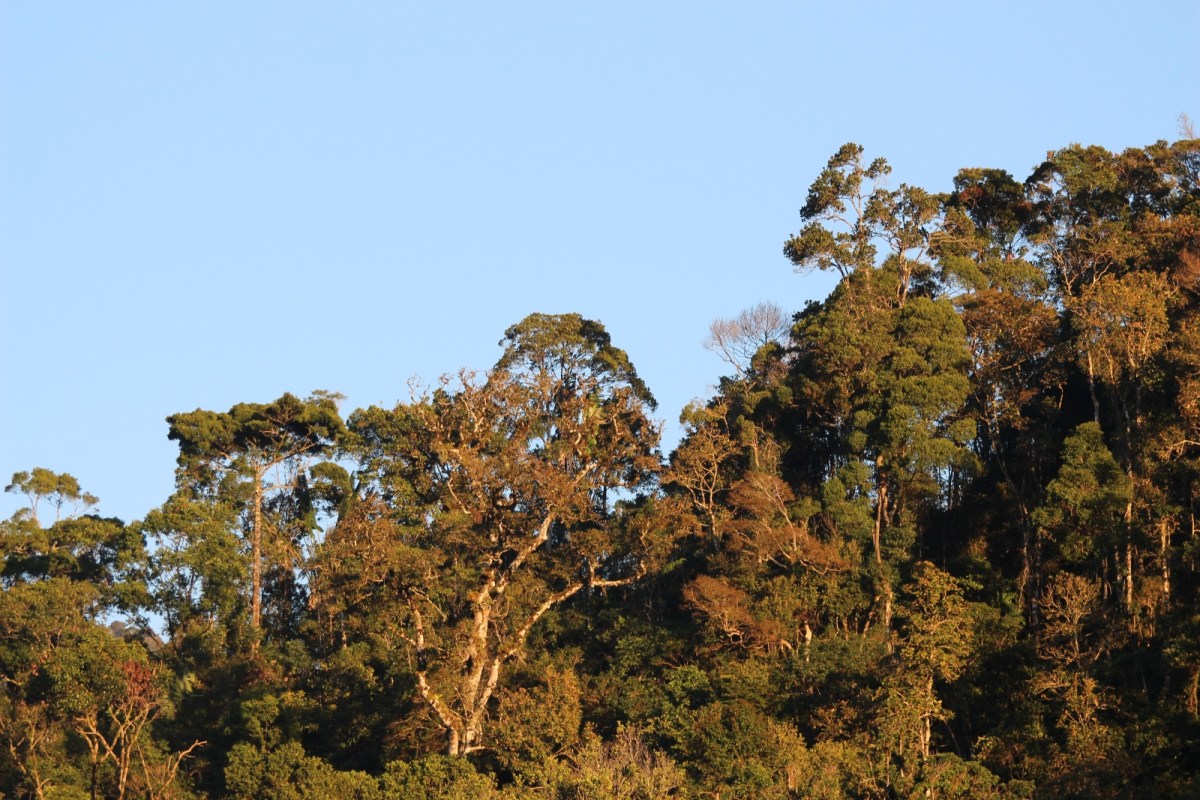 The tops of tropical trees appear below a blue sky.