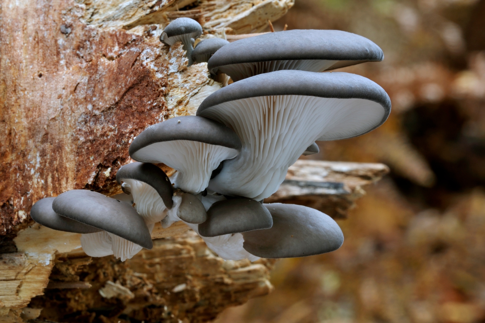 On a reddish tree, mushrooms with grey caps and white bellies grow in a clump.
