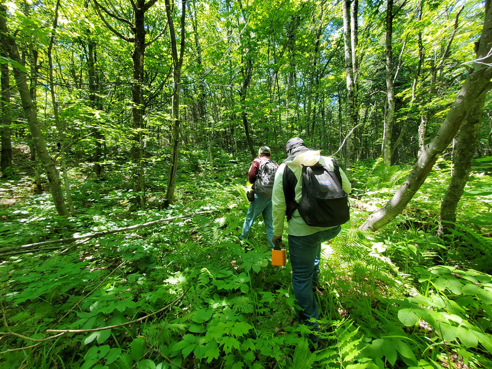 Two geologists, seen from behind, in a lush green forest. One of them carries an orange instrument called a portable gamma spectrometer.