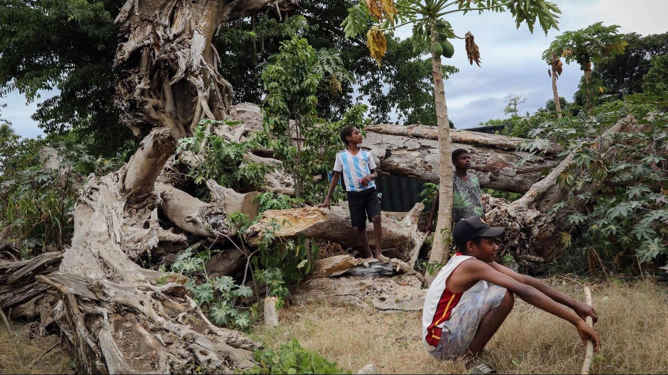 Three boys stand next to a banyan tree upended by a cyclone, giant roots exposed.