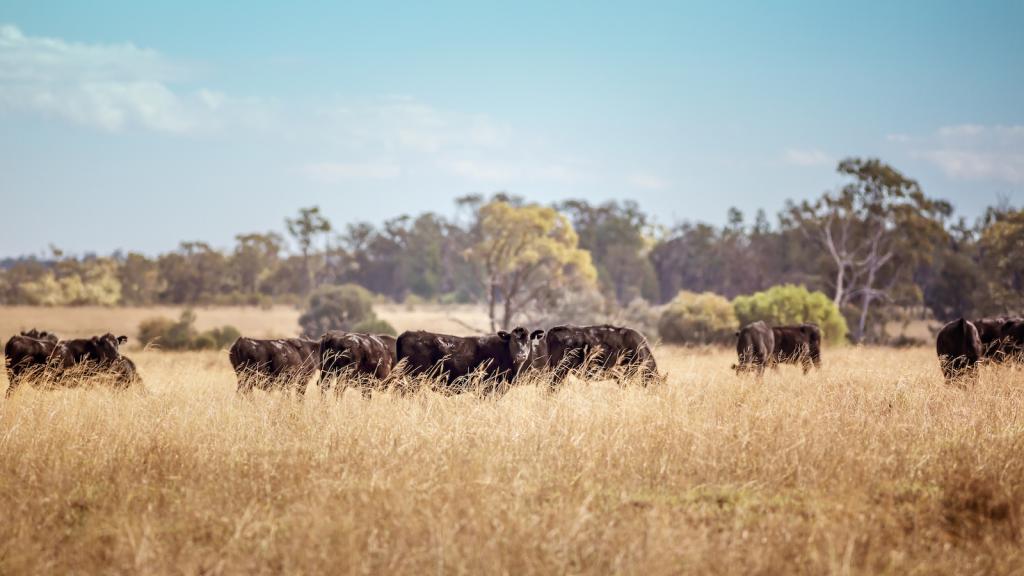 a herd of black cattle graze in a golden field with tall trees in the background