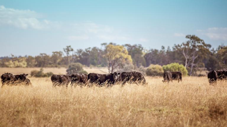 a herd of black cattle graze in a golden field with tall trees in the background