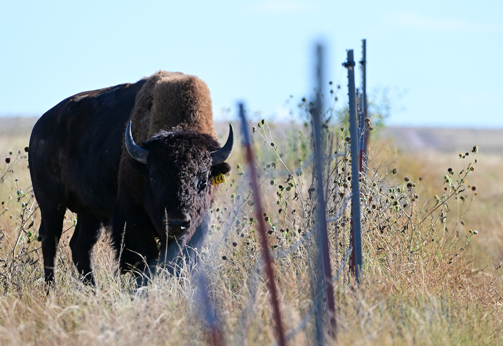 A bison to the left of a wire fence