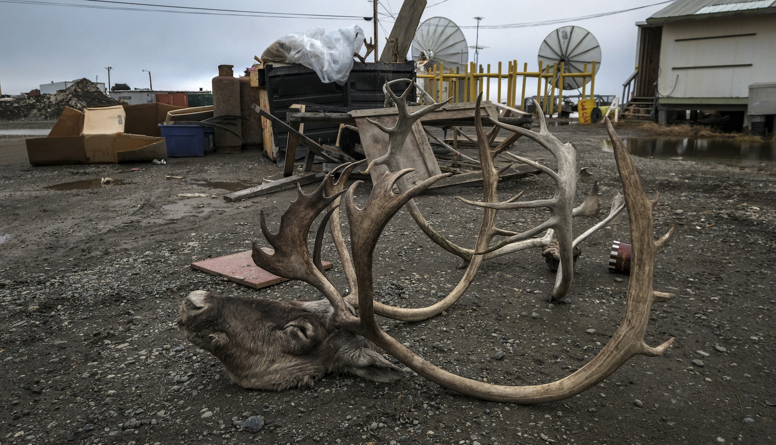 The head of a caribou sits outside a youth center with a dumpster and satellite dishes in the background