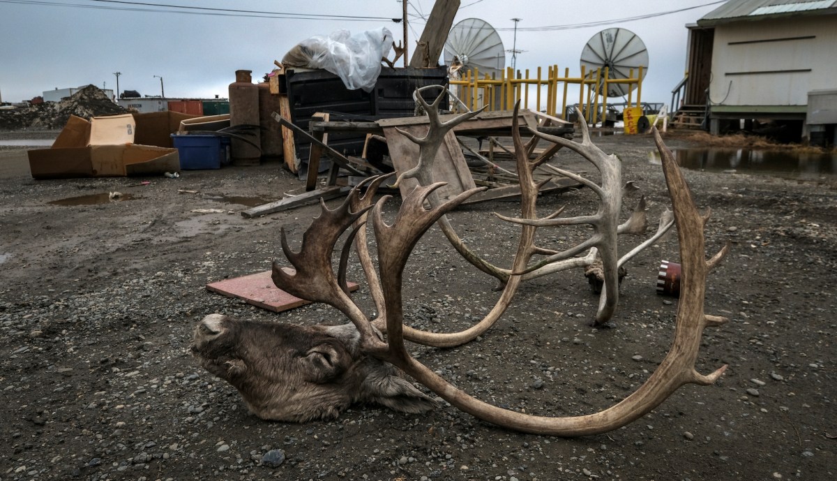 The head of a caribou sits outside a youth center with a dumpster and satellite dishes in the background