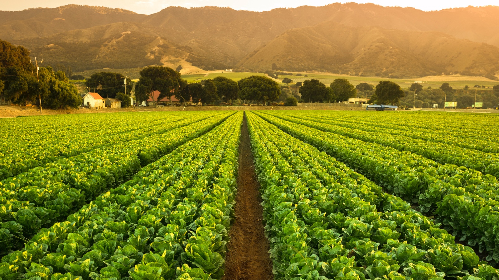A big field of California crops basks in sunshine