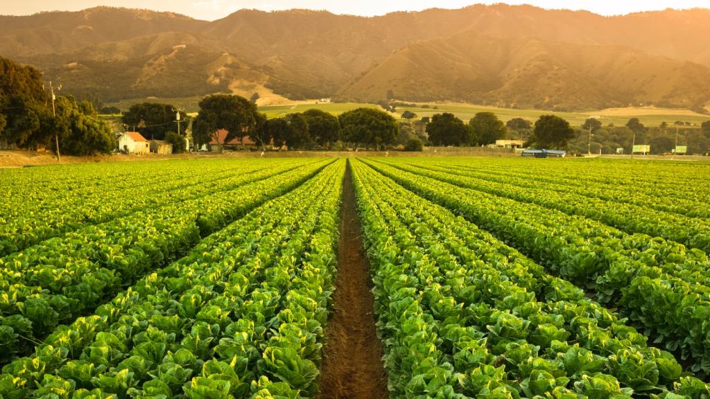 A big field of California crops basks in sunshine