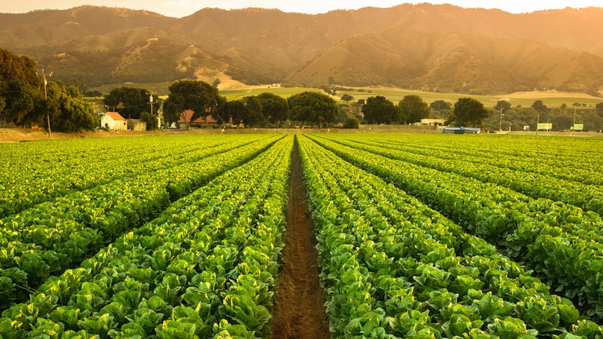 A big field of California crops basks in sunshine