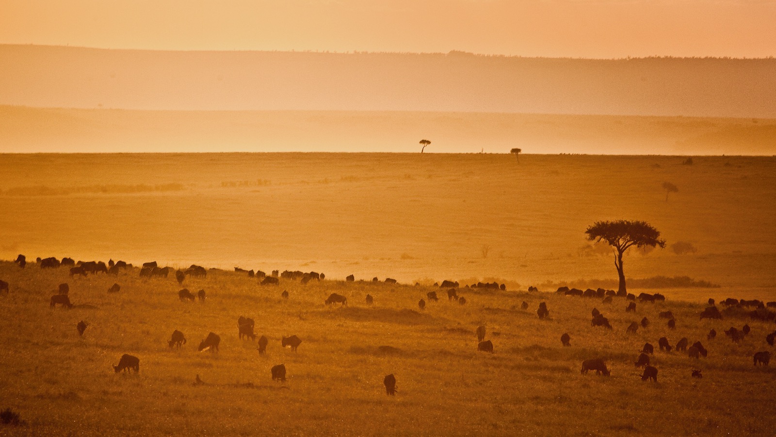 Wildebeest at sunset, Maasai Mara