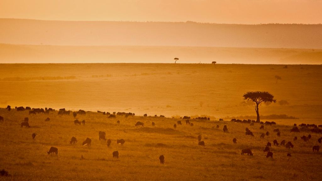 Wildebeest at sunset, Maasai Mara
