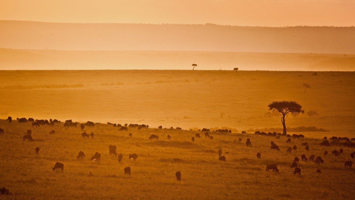 Wildebeest at sunset, Maasai Mara