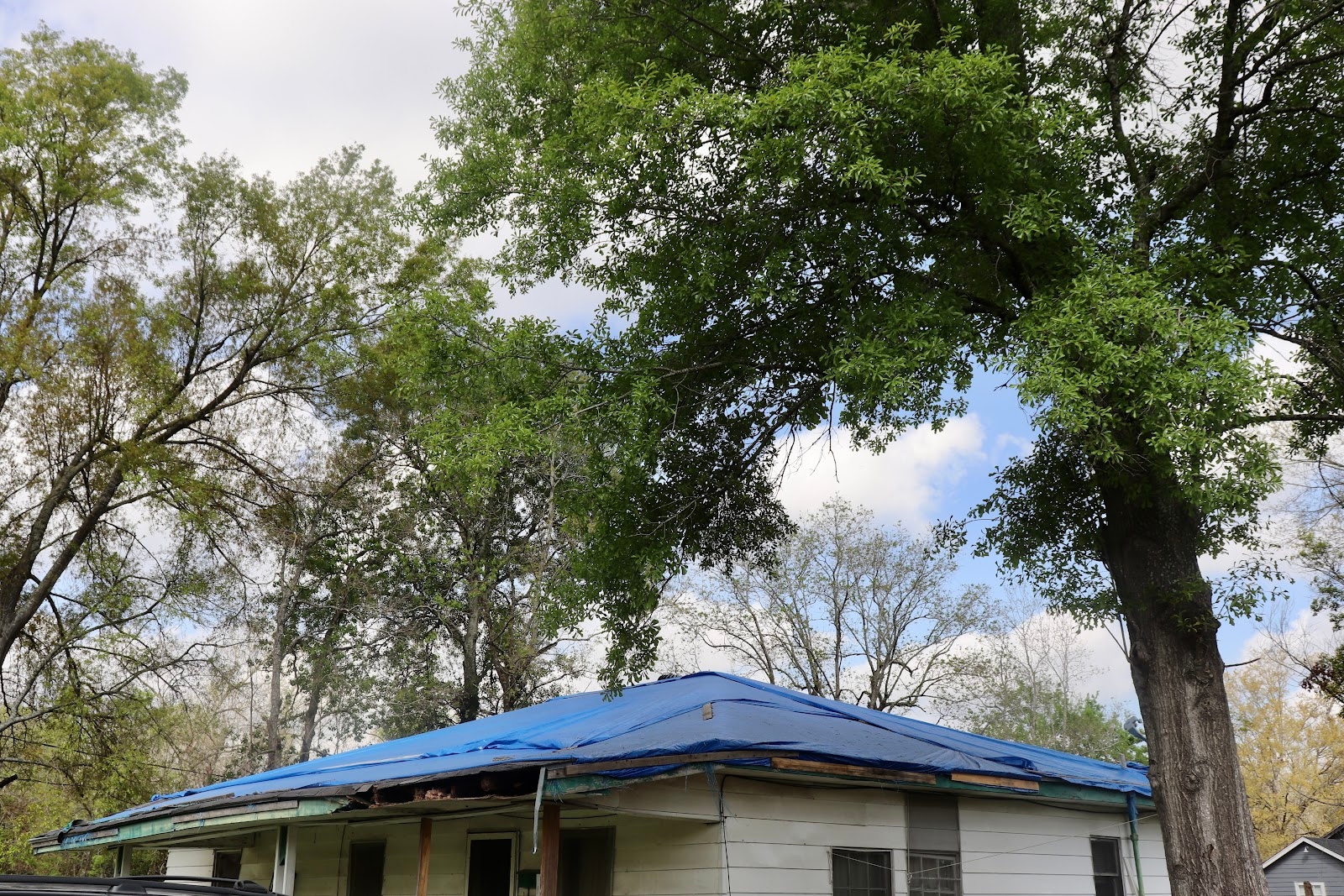 A small white house has the roof covered by a blue tarp with trees towering overhead.