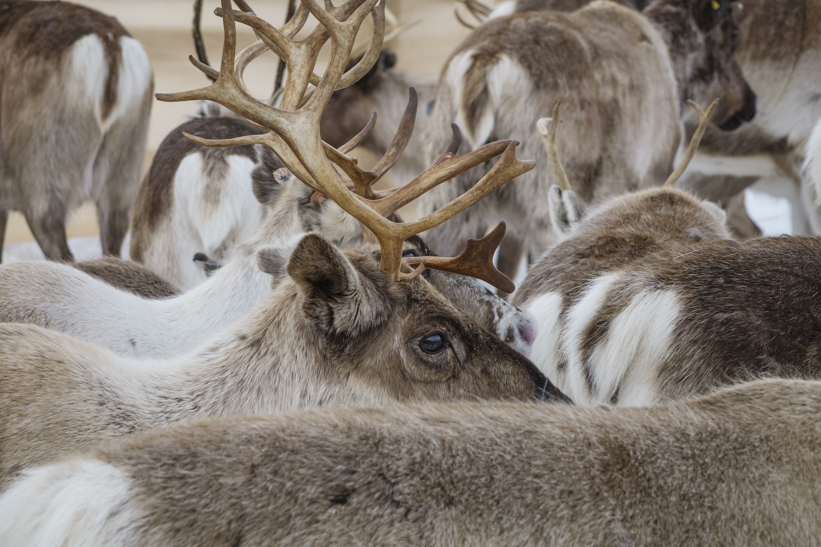 a closeup of a pack of reindeer