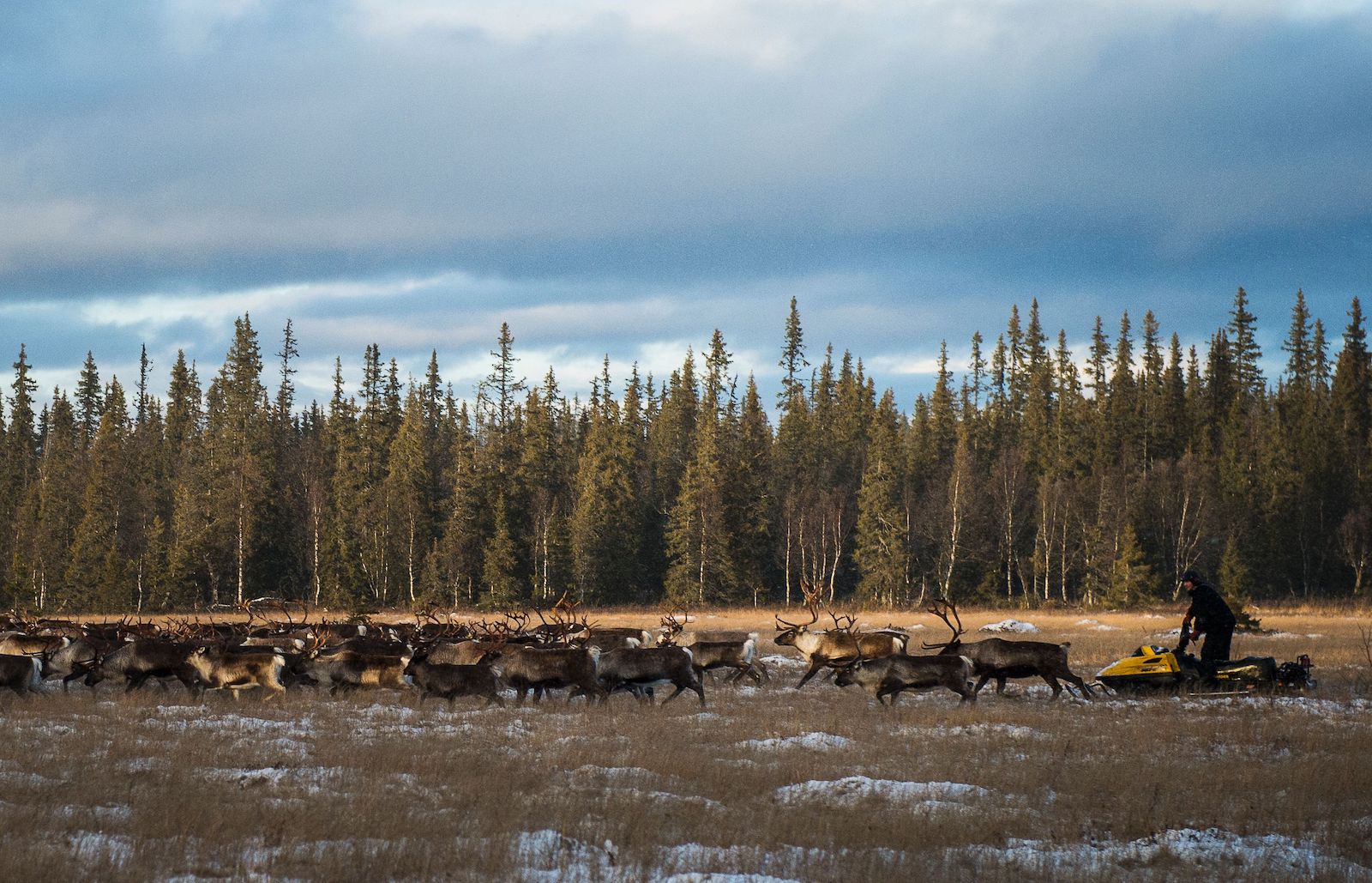 a line of reindeer passes in front of a tree-lined path