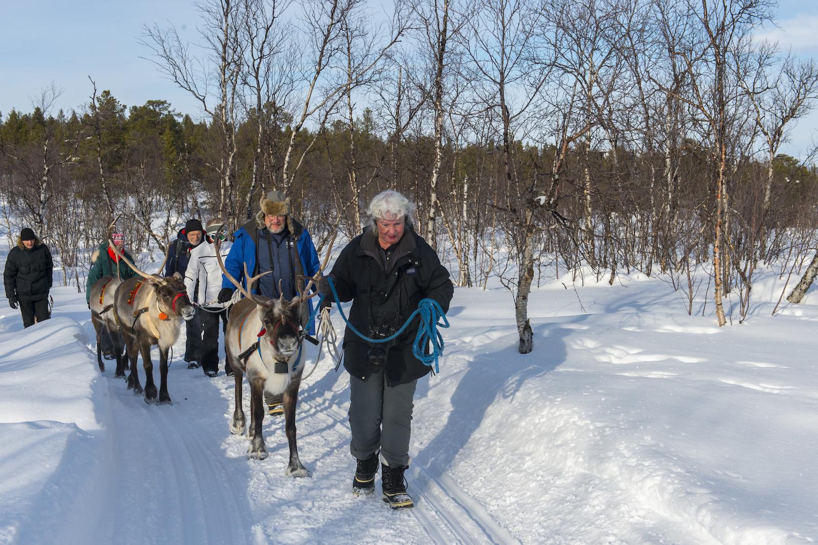 a line of people in winter gear lead reindeer along a snowy path