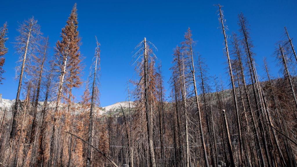 Damaged trees against mountains