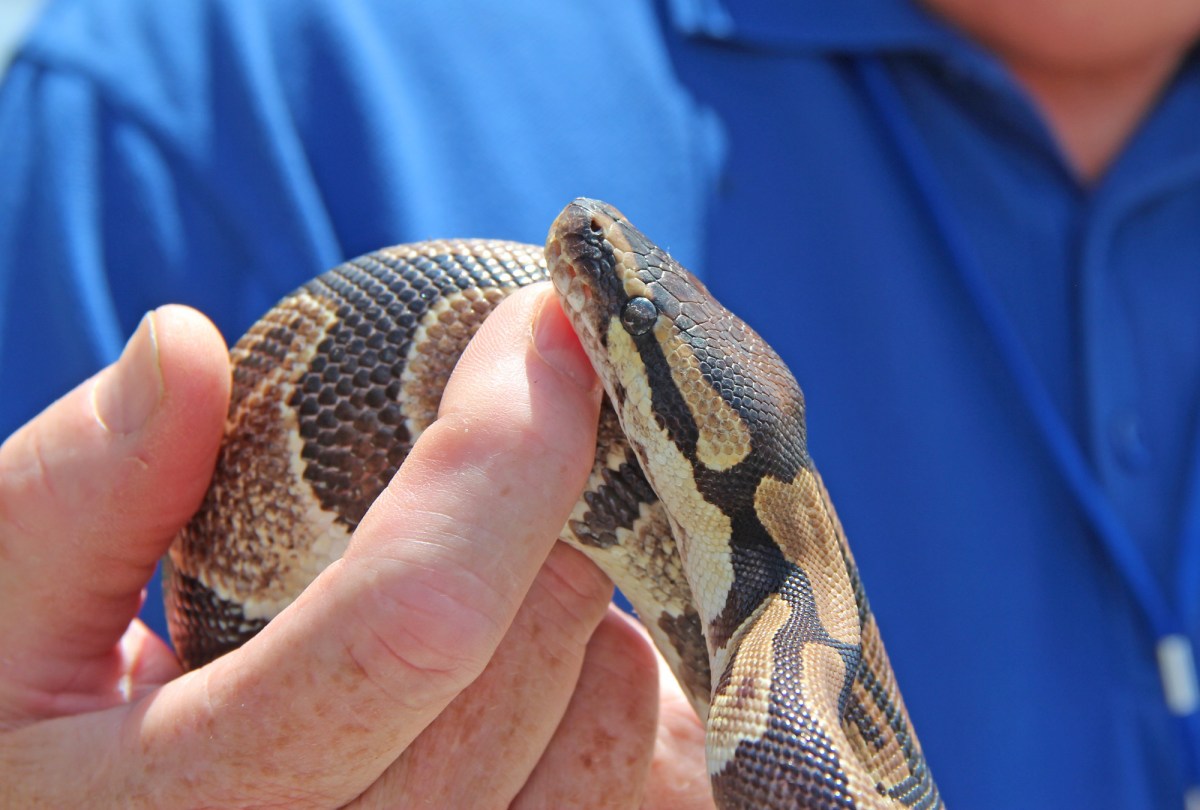 A close-up image of a ball python, coiled around a man's hand.