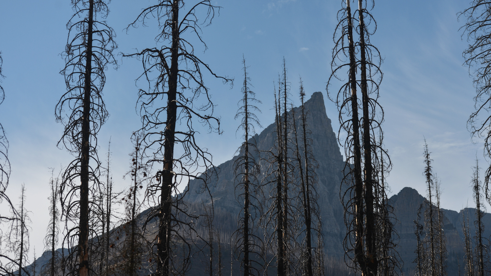 Photo of dead, scorched trees in front of a mountain.